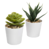 SET DE PLANTAS ALISO PARA REGALO Regalos corporativos