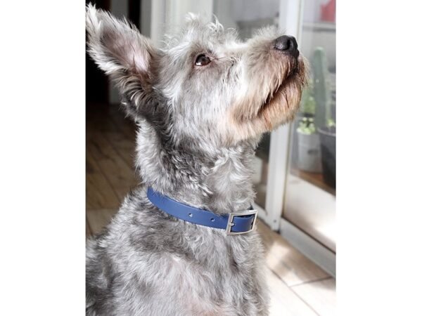 Collar Narbona para perro - Poliéster y aleación de zinc - Dot Factory