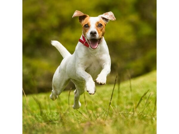 Collar Narbona para perro - Poliéster y aleación de zinc - Dot Factory