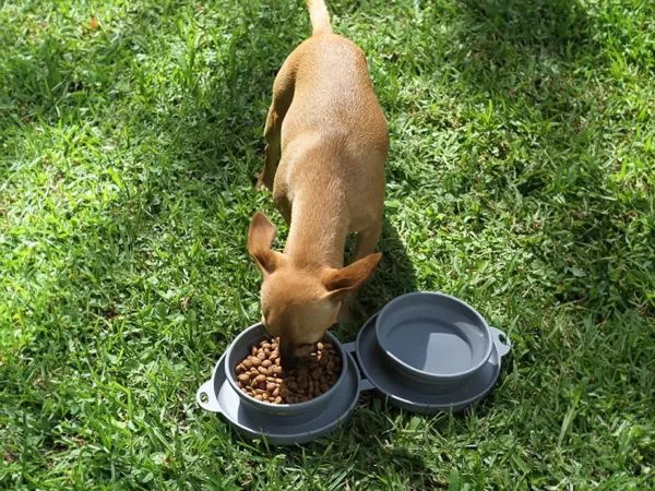 Plato Scoglitti para Mascotas | Doble Compartimento y Arnés Metálico - Dot Factory