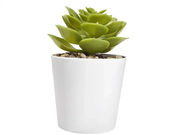 Set De Plantas Aliso Para Regalo - Decoración con Frescura y Estilo - Dot Factory