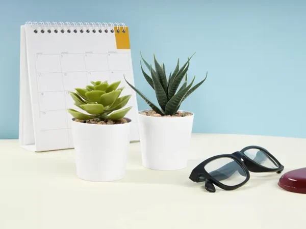 Set De Plantas Aliso Para Regalo - Decoración con Frescura y Estilo - Dot Factory